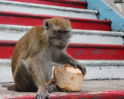 monkey-1122880_960_720